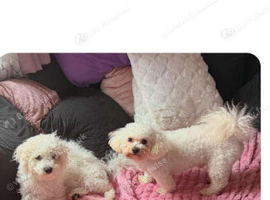 Adorable bichon frise puppies