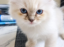 READY NOW GCCF registered Ragdoll kittens
