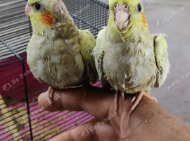 Two baby cockatiels