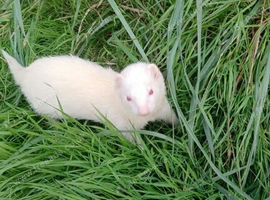 2 female ferrets