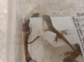 Sabanus anolis