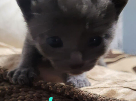 6 beutilful all grey kittens