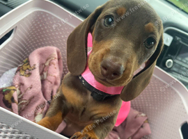 Miniature dachshund puppies