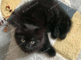 KITTENS