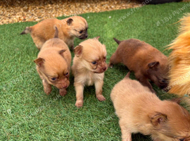 Puppies