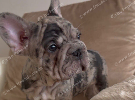 Beautiful frenchie pups