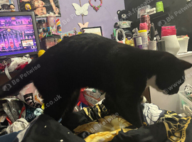 Looking to rehome my cat