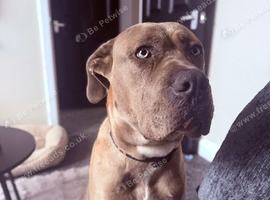 7 months old Mastiff Ghost