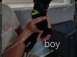 3 kittens
