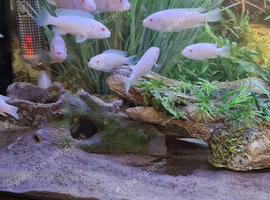Pseudotropheus socolofi