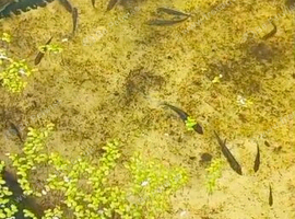 stickleback fish for sale      Tonypandy south wales