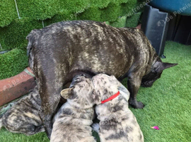 Beautiful French Bulldog Puppies - Little Bundles of Happiness!