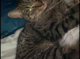 Tabby cats
