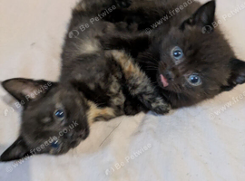 Now have 3 beautiful little kittens 8 weeks ready to go