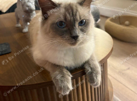 Female Ragdoll and Male Domestic