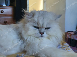 Chinchilla persian