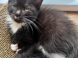 RAGDOLL X BOY READY NOW