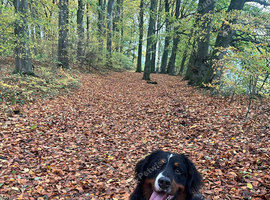 2yo Bernese Mountain Dog