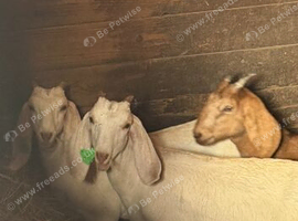 Anglo Nubian wethers