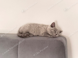 Beautiful kitten Girl British short hair