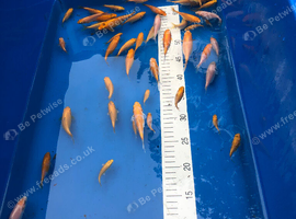 Baby koi for sale