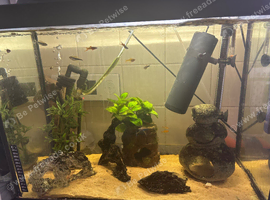 Fish for sale