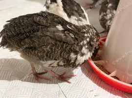 6 Japanese Coturnix Quail &pound;15 each