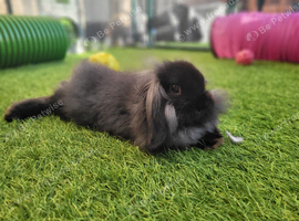 Beautiful Mini Lion Lop - READY TO LEAVE