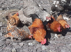 Bantam chickens pair