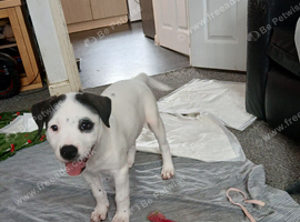 13 week puppy