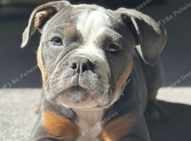 Stud dog blue-tri