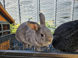One boy bunny. Mini lop cross netherland dwaft