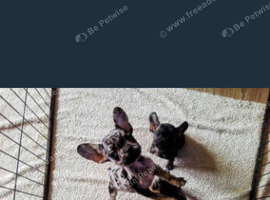 French Bulldogs