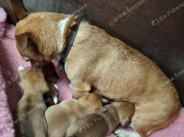 Short Coated Jack Russell Puppies