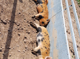 Kune Kune Pigs