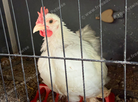 White pekin bantam Roo