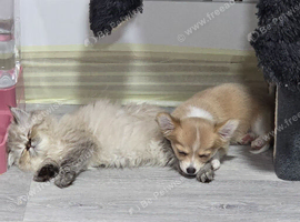 Apple head chihuahua female puppy