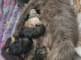 2 beautiful black boy kittens