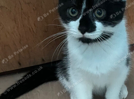 Beautiful 11 week old kitten