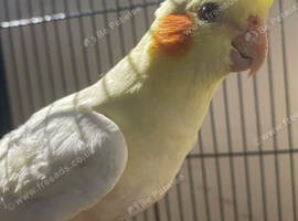 Cockatiel 12 weeks old. Lutino.