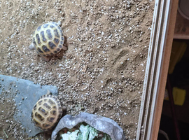 2 horse field tortoises