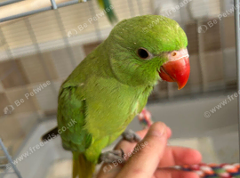 9 week old Ringneck parakeet