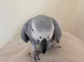 Beautiful African grey girl