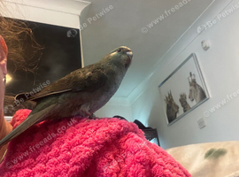 Blue pied Female kakariki