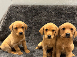 Beautiful Labrador puppies