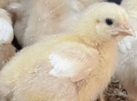 One day old rose cobb chicks