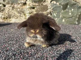 Two pretty baby mini lops for sale