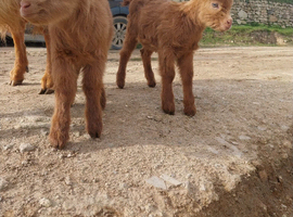 Royal Golden Guernsey Goat kids available at weaning
