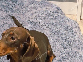 8 month old chocolate tan