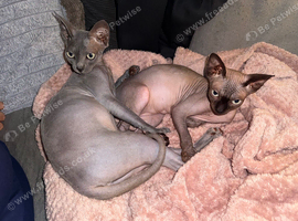 2 gorgeous Sphynxs